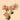 Be Amazing Spray Rose