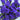 Blue Statice