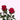 Brave in Dark Garden Rose
