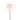 Brut Cream Carnation