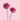 Hypnosis Purple Carnation