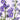 Delphinium Hybrid Pacific Lavender