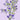 Delphinium Trick KS Lavender
