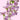 Delphinium Trick Pink