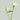 White Freesia