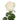Aurora Garden Rose