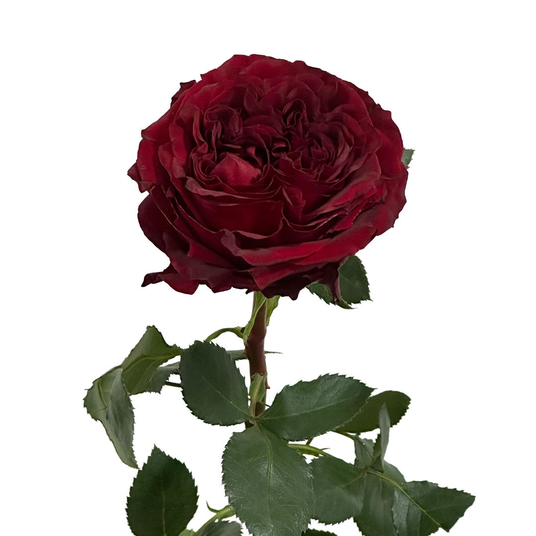 Red Xpression Garden Rose | Sami Sacha Flowers