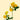 Golden Blossom Spray Rose