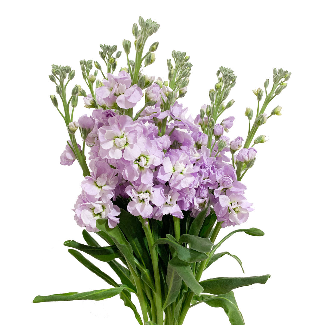 where to buy lavender plants in bulk Stock Lavender