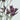 Shooting Star Limonium