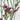 Silver Pink Limonium