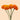 Orange Marigold