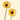 Mini Gerbera Cafe