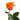 Orange Roses