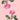 Pink Monster Garden Rose
