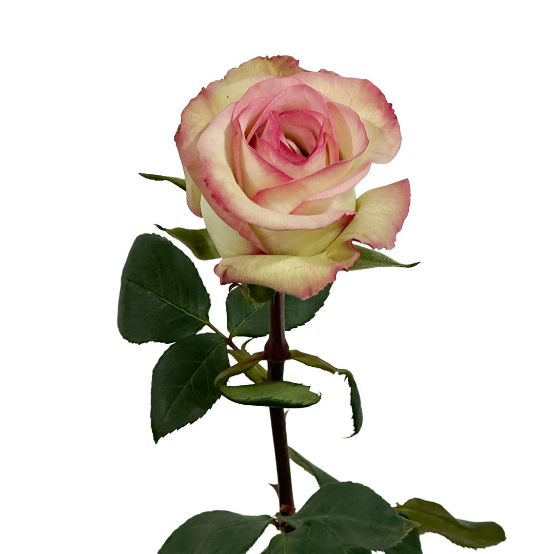 Cezanne Rose | Sami Sacha Flowers