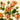 Apricot Spray Rose