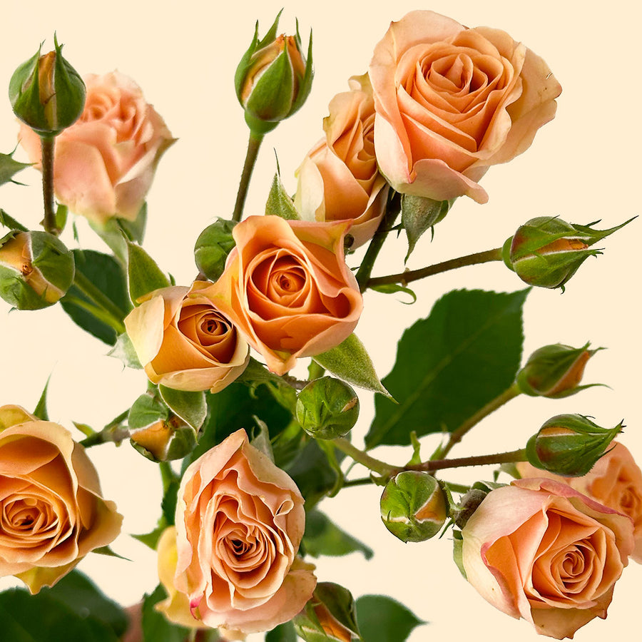 Apricot Spray Rose