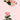 Light Pink Starblush Spray Rose