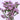 Lilac Statice