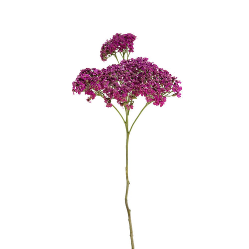 Achillea Hot Pink Yarrow