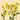 Ranunculus Butterfly Yellow Phytalos