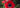 The Anemone!