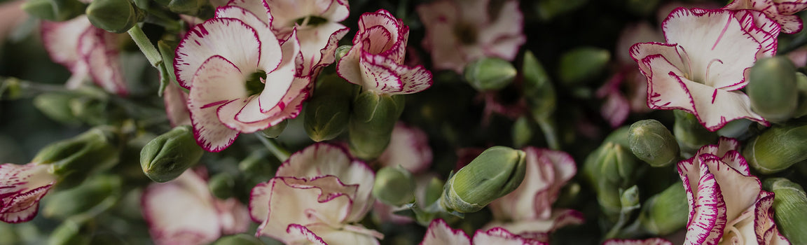 Solomio | Sami Sacha Flowers