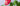 Anthurium