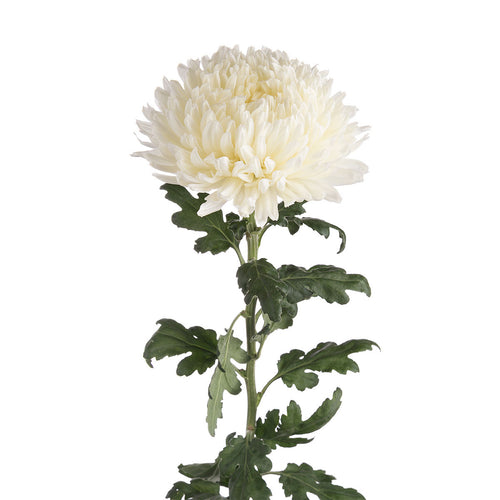 Albatross White Mums
