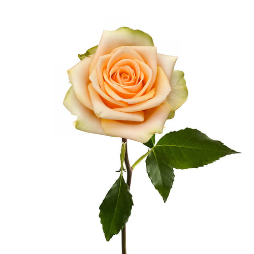 Alquimia Rose