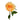 Alquimia Rose