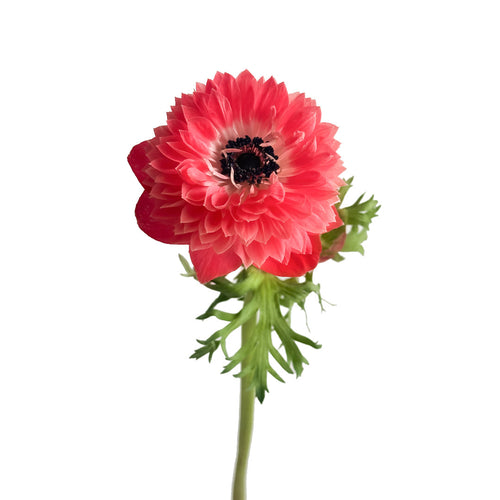 Levante Red Anemone