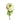 Levante White Anemones