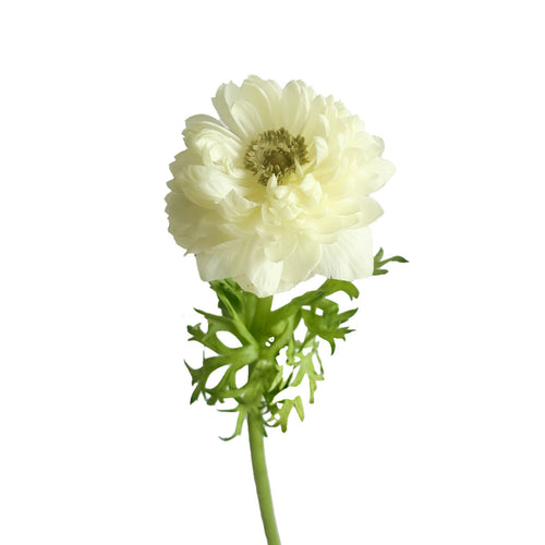 Levante White Anemones
