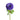 Levante Blue Anemone