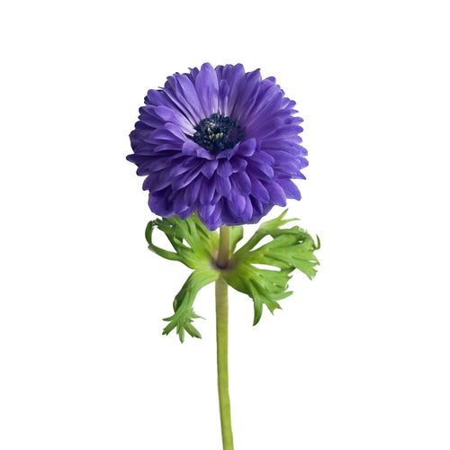 Levante Blue Anemone