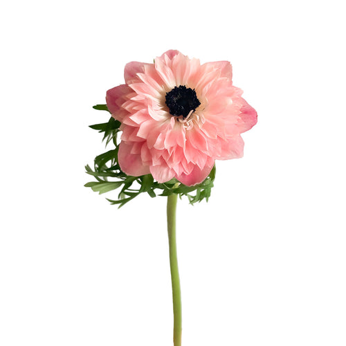 Levante Rosa Anemones