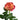 Applejack Garden Rose