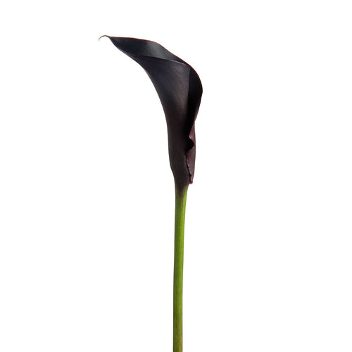 Black Forest Mini Callas