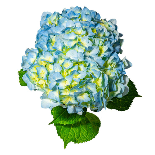 Blue Hydrangea