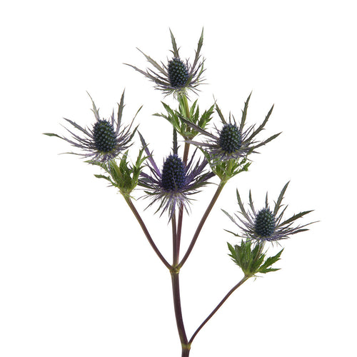 Blue Lagoon Eryngium