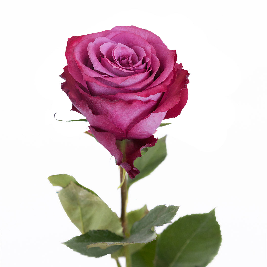 Bluberry Roses Blueberry Rose | Sami Sacha Flowers