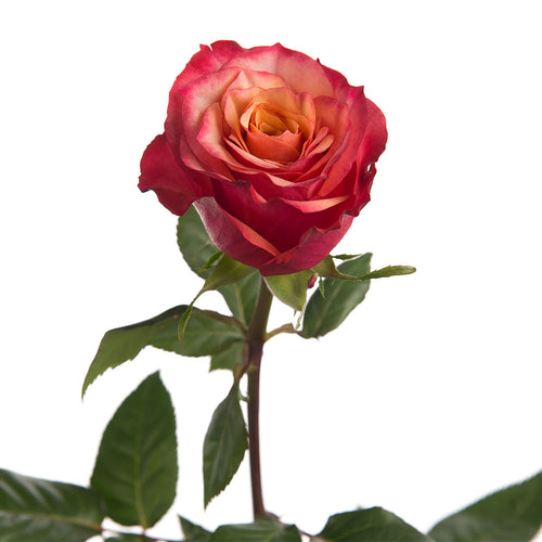Bogart Rose