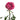 Brujas Garden Rose