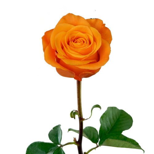 Aloha Rose