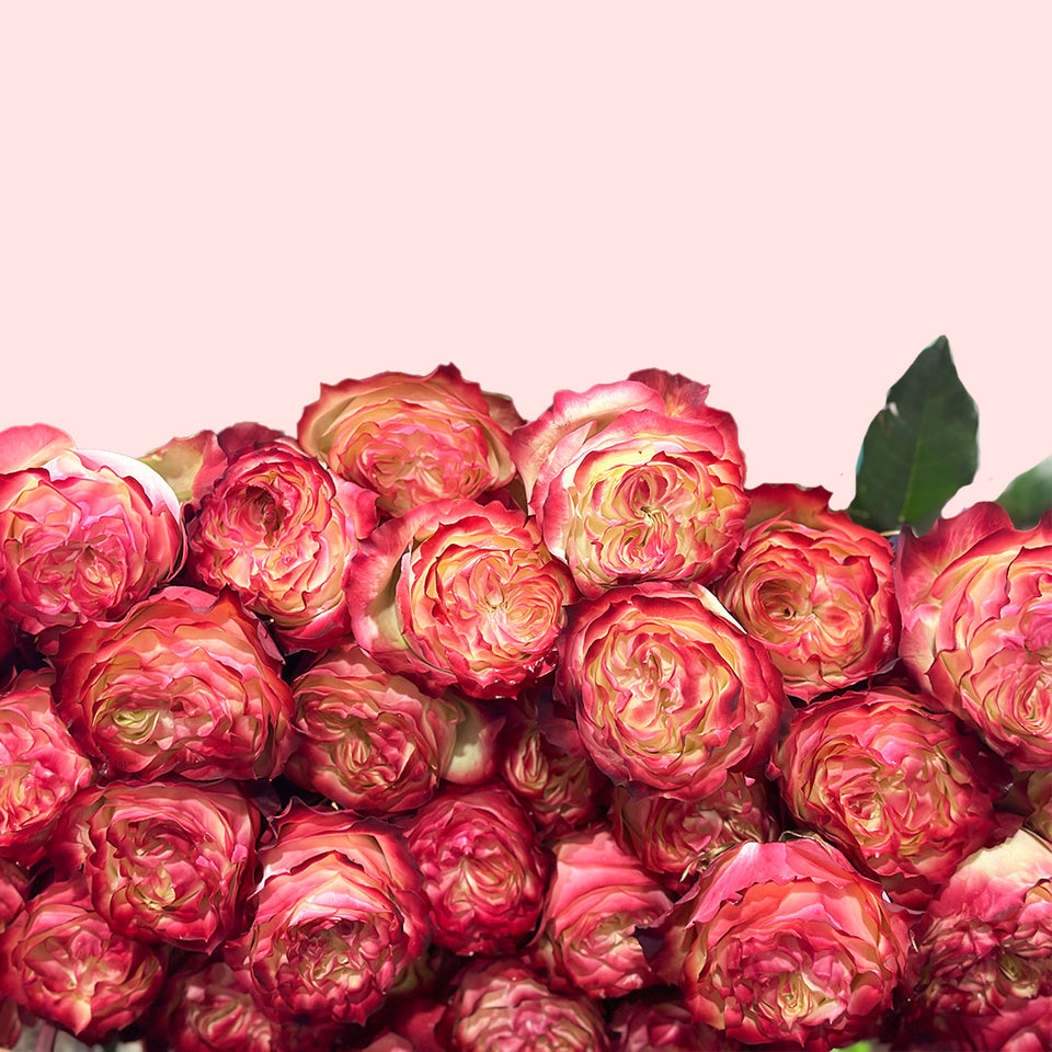 Applejack Garden Rose | Sami Sacha Flowers