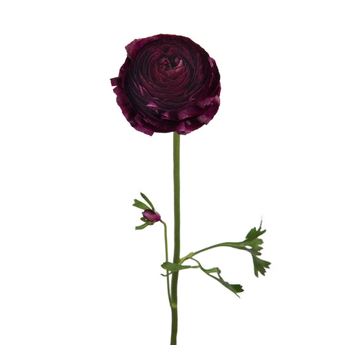 Elegance Burgundy Ranunculus