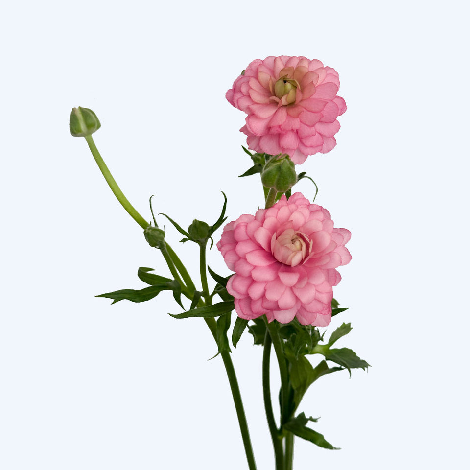 Butterflies Ranunculus Ranunculus Butterfly Moderna Dolce | Sami Sacha Flowers
