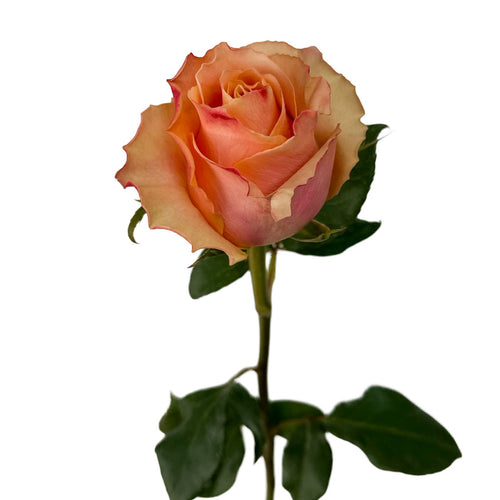 Carpediem Garden Rose